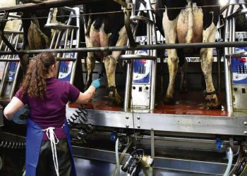 El relevo generacional y la falta de leche son los principales problemas de la lechería