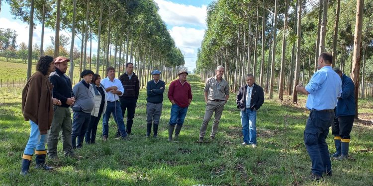 Diputado Menéndez: Es posible forestar sin desplazar la ganadería