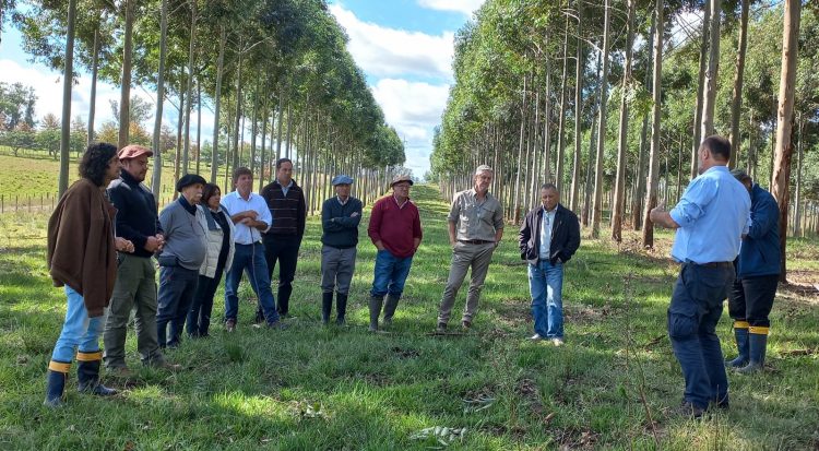Diputado Menéndez: Es posible forestar sin desplazar la ganadería