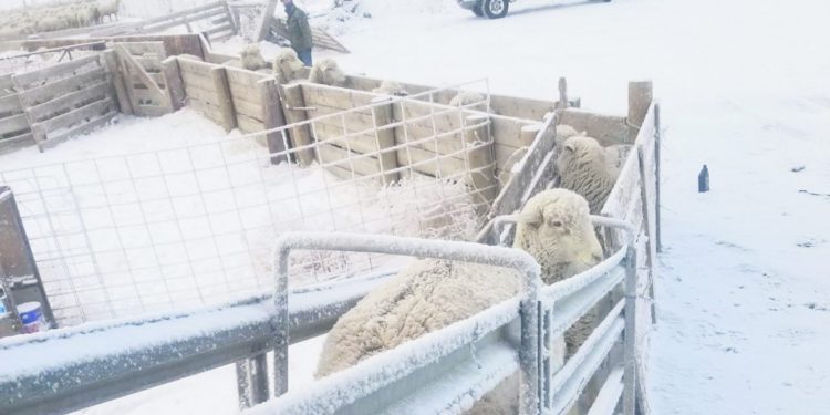 Este año, en el desierto de EE.UU., los uruguayos esquilaron 240.000 ovinos