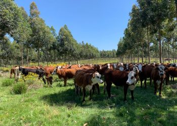 El verdadero silvopastoreo es el que se planifica a partir de la vaca y las pasturas