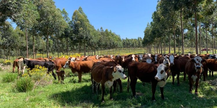 El verdadero silvopastoreo es el que se planifica a partir de la vaca y las pasturas
