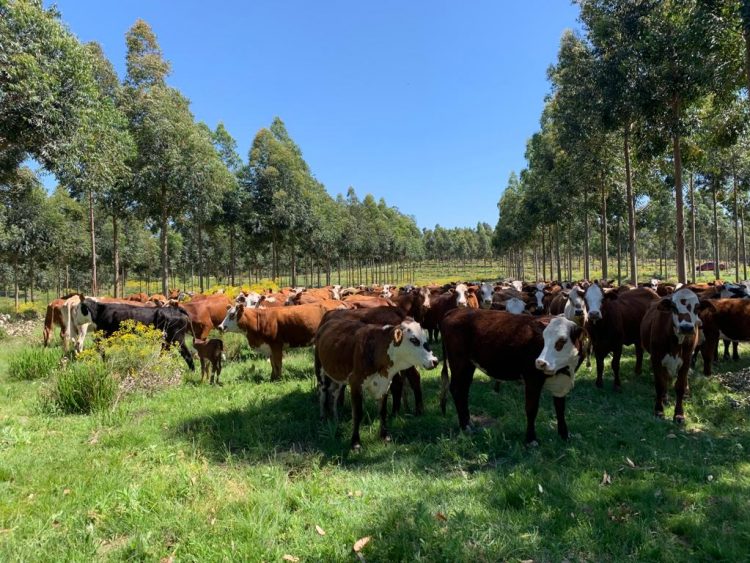 El verdadero silvopastoreo es el que se planifica a partir de la vaca y las pasturas