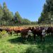 El verdadero silvopastoreo es el que se planifica a partir de la vaca y las pasturas