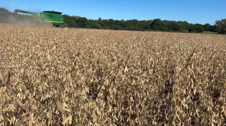 El panorama general de la agricultura muestra perspectivas muy buenas