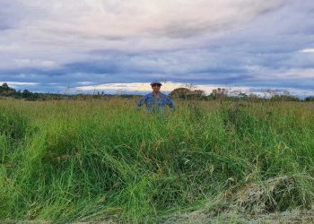 Buenos rendimientos de pastos para “agrandar el campo al productor”