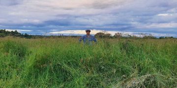 Buenos rendimientos de pastos para “agrandar el campo al productor”