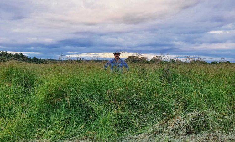 Buenos rendimientos de pastos para “agrandar el campo al productor”