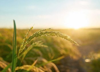 El precio del arroz no acompaña la suba de otros commodities y genera incertidumbres
