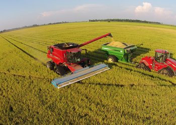 La cosecha de arroz a punto de terminar su zafra 21/22