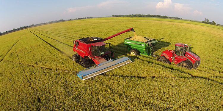 La cosecha de arroz a punto de terminar su zafra 21/22