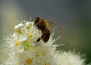 Hoy en Trinidad se celebra el Día Mundial de las Abejas