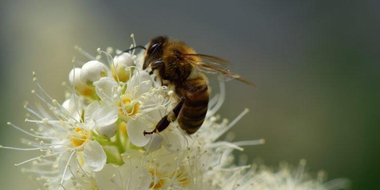 Hoy en Trinidad se celebra el Día Mundial de las Abejas
