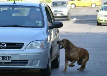 Del Lector: Perros, ovejas, humanos