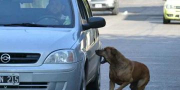 Del Lector: Perros, ovejas, humanos