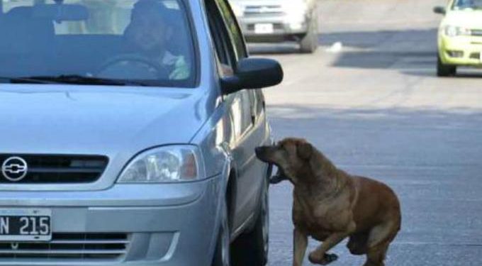 Del Lector: Perros, ovejas, humanos