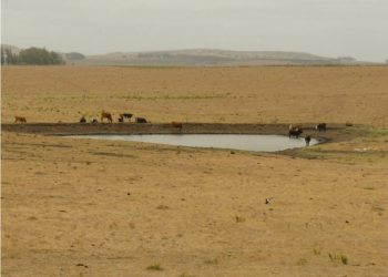 Se declaró emergencia agropecuaria para el sector ganadero y lechero