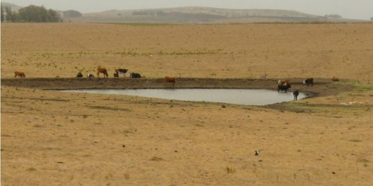 Se declaró emergencia agropecuaria para el sector ganadero y lechero