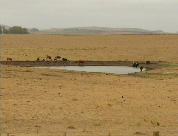 Se declaró emergencia agropecuaria para el sector ganadero y lechero