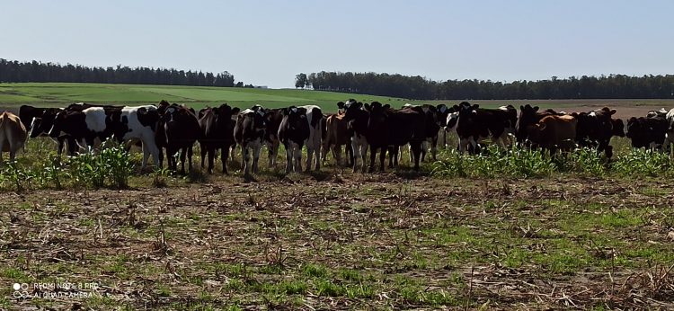 Día del trabajador rural: Colonos de Timote muestran su exitosa experiencia