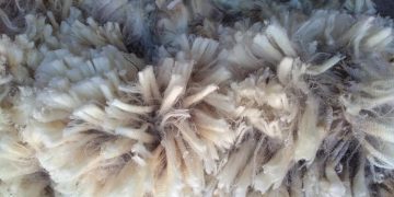 En mayo el precio internacional de la lana subió US$ 0,11