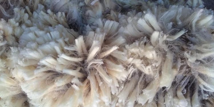 En mayo el precio internacional de la lana subió US$ 0,11