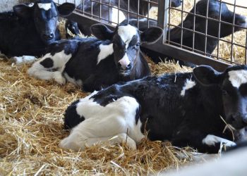 Exhortan a tomar precauciones ante casos de neumonía en terneros