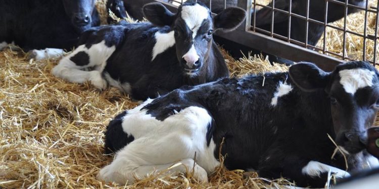 Exhortan a tomar precauciones ante casos de neumonía en terneros