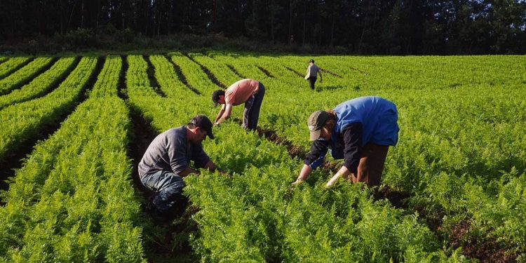 En las góndolas se ven precios al kilo, similares a los que el productor recibe por un cajón entero