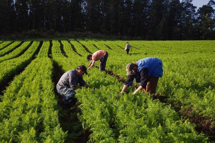 En las góndolas se ven precios al kilo, similares a los que el productor recibe por un cajón entero