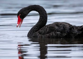 Política económica y cisnes negros