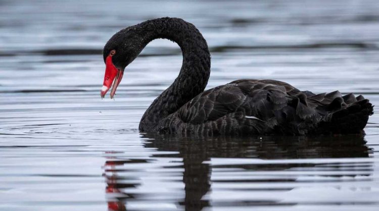 Política económica y cisnes negros