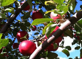 En junio se abren inscripciones para productores frutihortícolas de todo el país