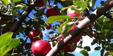 En junio se abren inscripciones para productores frutihortícolas de todo el país