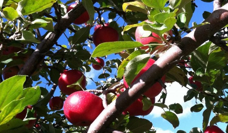 En junio se abren inscripciones para productores frutihortícolas de todo el país