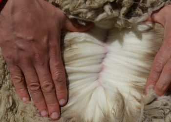 Repunta el valor de la lana y cierra la semana a US$ 10,04