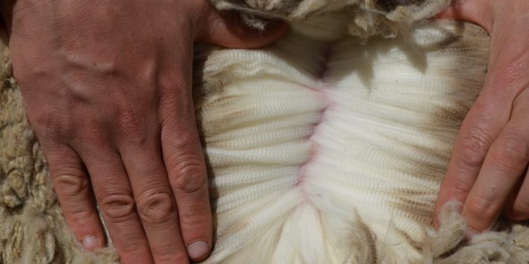 Repunta el valor de la lana y cierra la semana a US$ 10,04