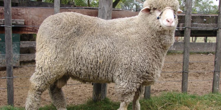 La lana se recuperó en todas sus micronajes