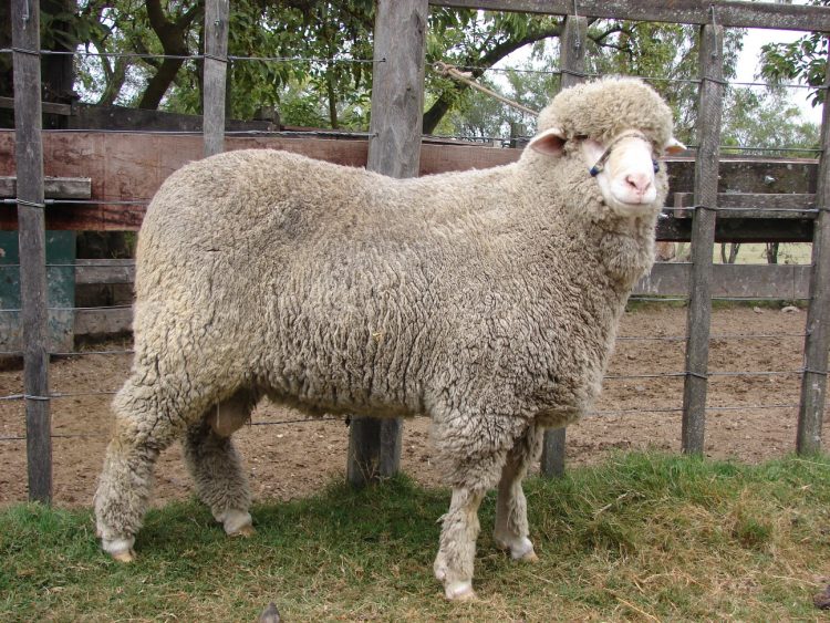 La lana se recuperó en todas sus micronajes