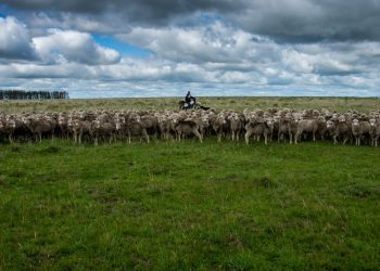 El precio promedio de la lana cayó 3 centavos