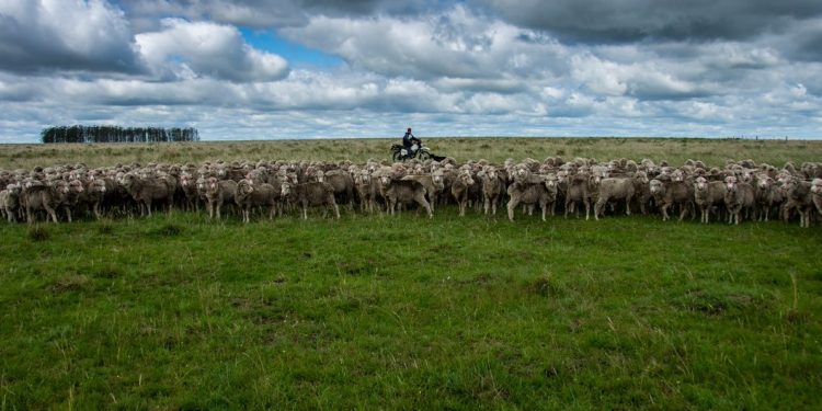El precio promedio de la lana cayó 3 centavos