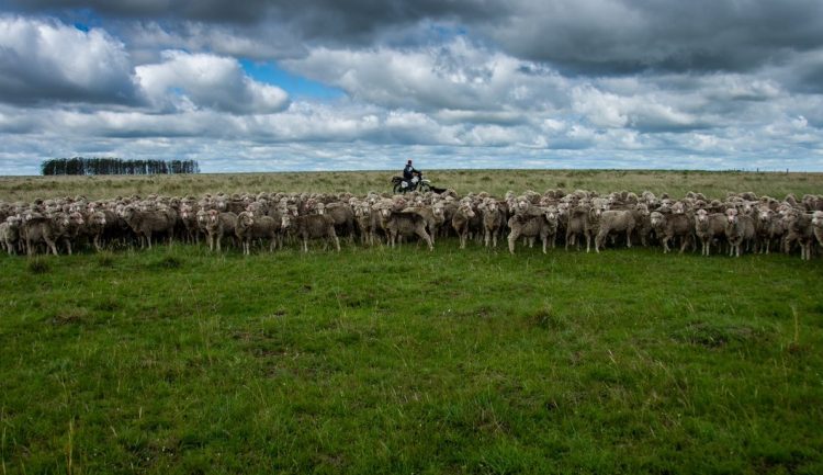 El precio promedio de la lana cayó 3 centavos