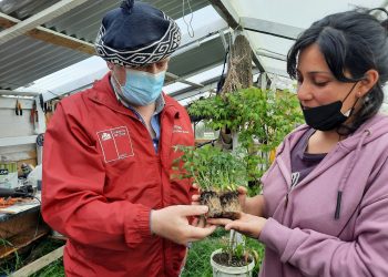 Argentina y Chile incorporan la lana en la horticultura