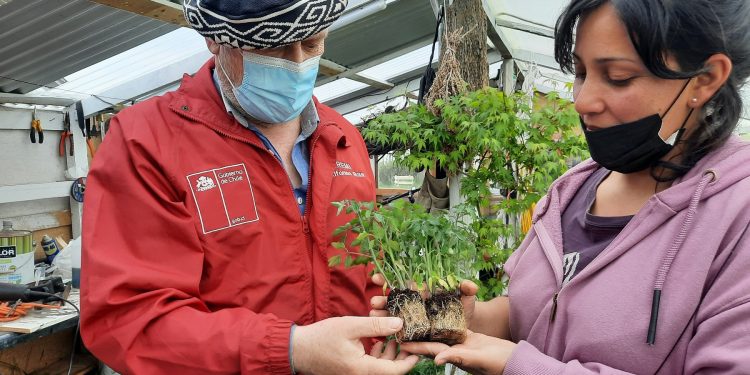 Argentina y Chile incorporan la lana en la horticultura