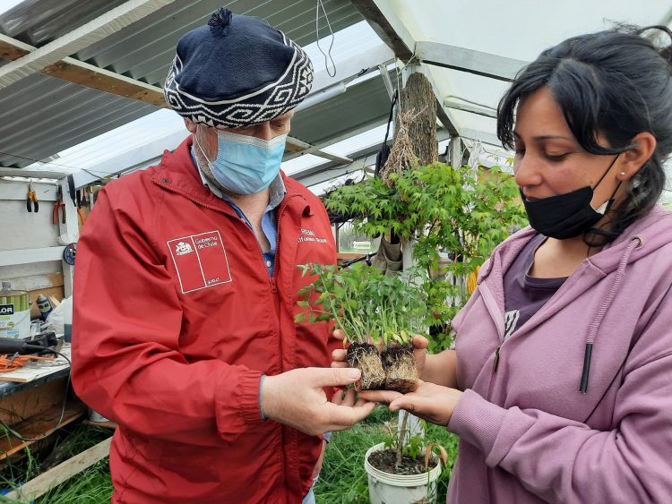 Argentina y Chile incorporan la lana en la horticultura