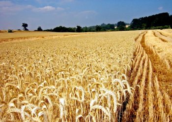 “Una guerra del grano”