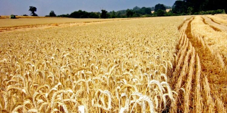 “Una guerra del grano”