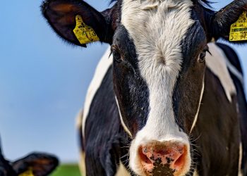 Fonterra tuvo una fuerte baja en todos los productos