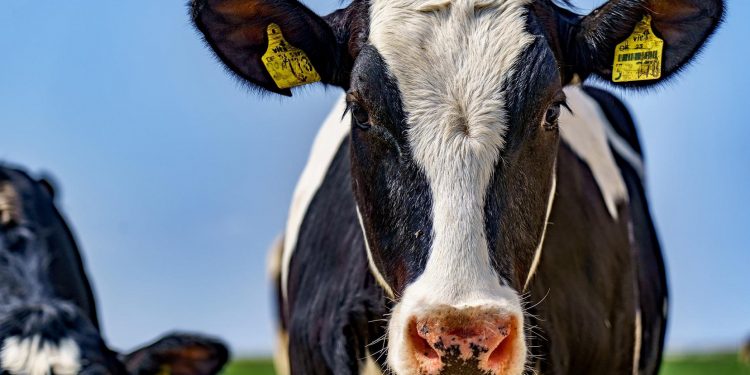 Fonterra tuvo una fuerte baja en todos los productos