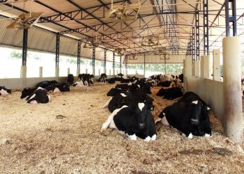 EEMAC informó sobre resultados productivos y ambientales de vacas lecheras en diferentes sistemas